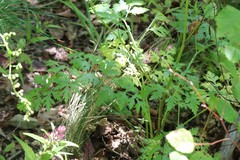 Kitagawia terebinthacea