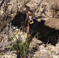 Disa spathulata spathulata