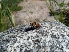 Cephenemyia stimulator