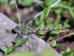 Ophiogomphus arizonicus