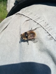 Cephenemyia stimulator