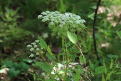 Kitagawia terebinthacea