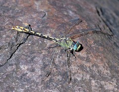 Ophiogomphus arizonicus