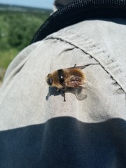 Cephenemyia stimulator