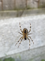 Araneus diadematus