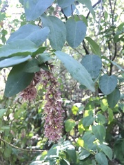 Ercilla spicata