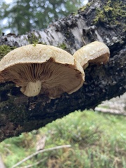 Pholiota heteroclita