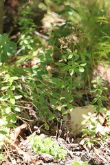 Galium platygalium