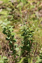 Galium platygalium