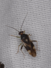 Orthotylus