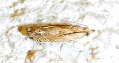 Eucosma mormonensis