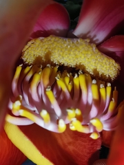 Couroupita guianensis