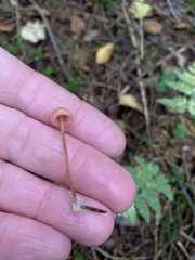 Mycena rosella