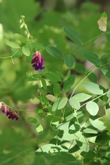 Vicia amurensis