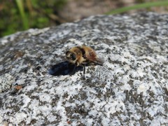 Cephenemyia stimulator