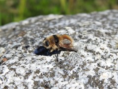 Cephenemyia stimulator