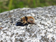 Cephenemyia stimulator