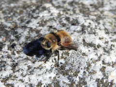 Cephenemyia stimulator