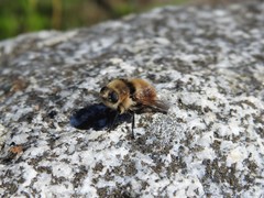 Cephenemyia stimulator