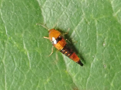 Tachyporus formosus