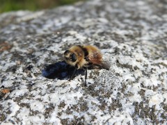 Cephenemyia stimulator