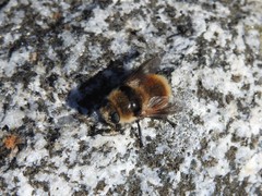 Cephenemyia stimulator