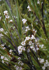 Dracophyllum subulatum
