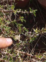Monsonia salmoniflora