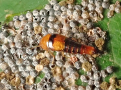 Tachyporus formosus