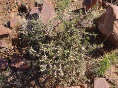Monsonia salmoniflora