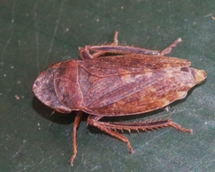 Aphrodes bicinctus