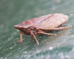 Aphrodes bicinctus