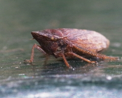 Aphrodes bicinctus