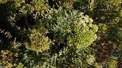 Crithmum maritimum