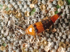 Tachyporus formosus