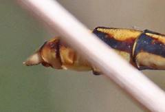 Ophiogomphus arizonicus