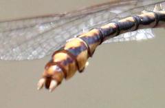 Ophiogomphus arizonicus