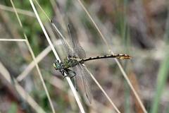 Ophiogomphus arizonicus