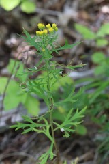 Ajania pallasiana