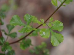 Searsia burchellii
