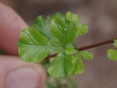 Searsia burchellii