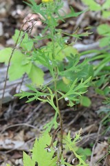 Ajania pallasiana