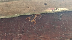 Centruroides fulvipes