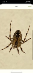 Araneus diadematus