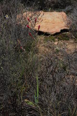 Hesperantha cucullata