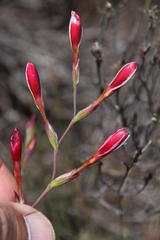 Hesperantha cucullata