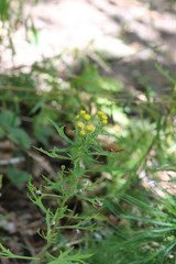 Ajania pallasiana