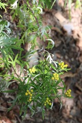 Ajania pallasiana