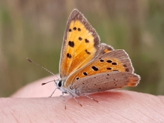 Lycaena phlaeas