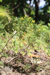 Ajania pallasiana